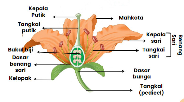 Detail Gambar Bunga Dan Strukturnya Nomer 17