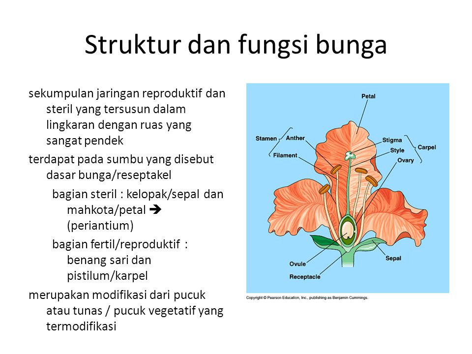 Detail Gambar Bunga Dan Strukturnya Nomer 26