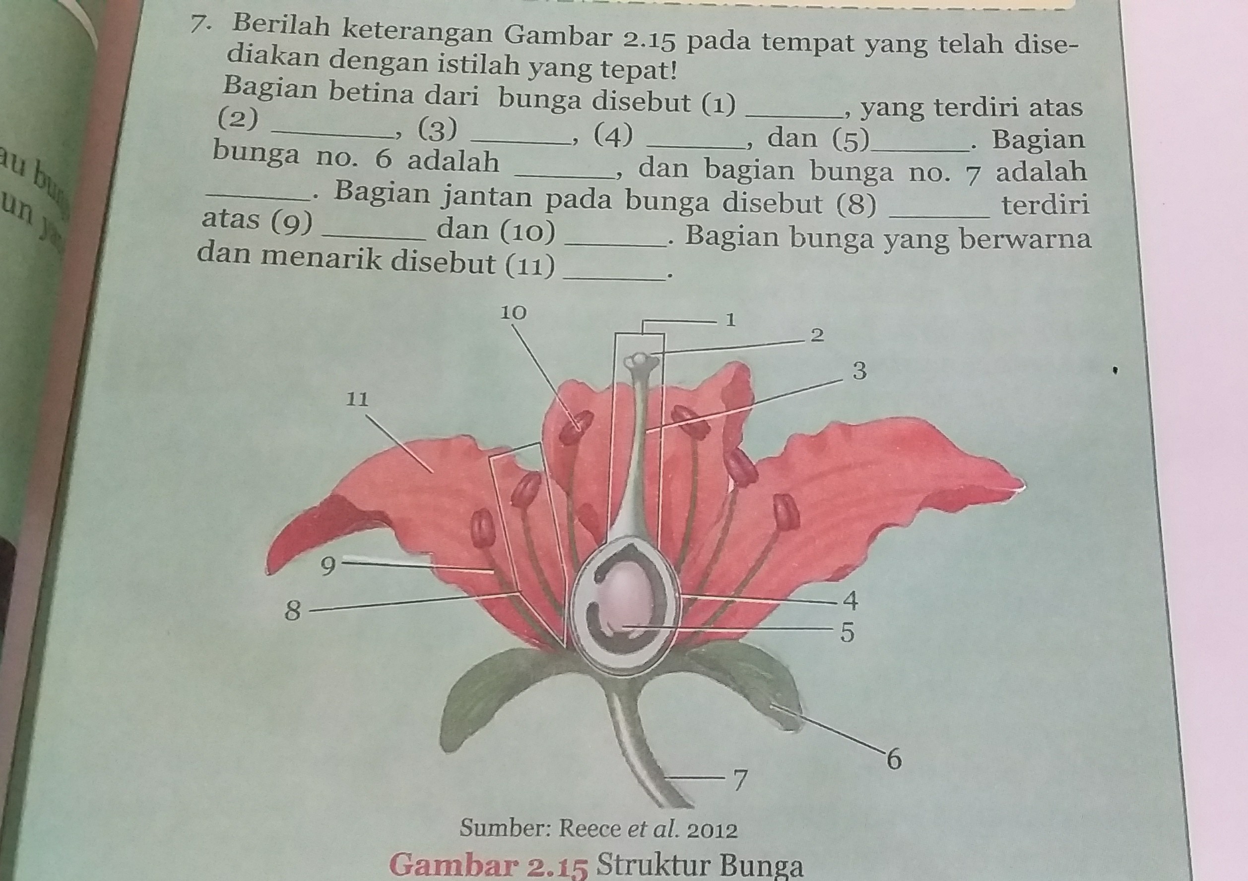 Detail Gambar Bunga Dan Strukturnya Nomer 27