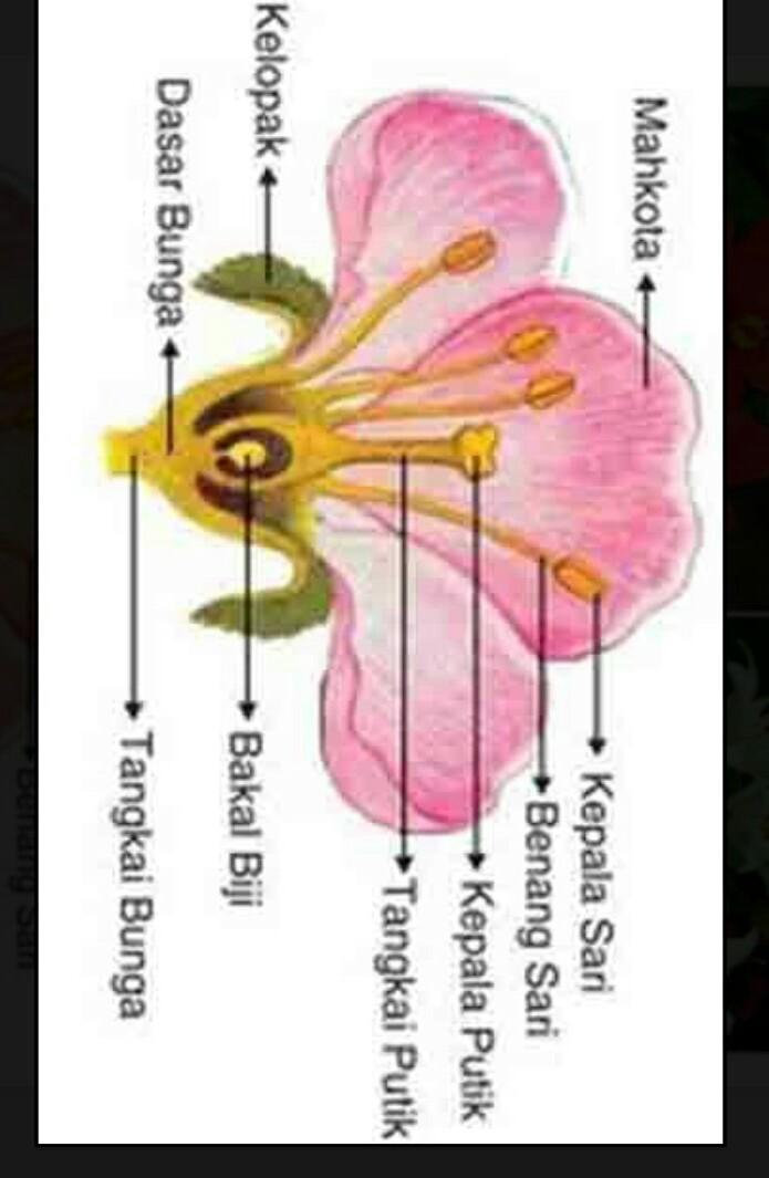 Detail Gambar Bunga Dan Strukturnya Nomer 31