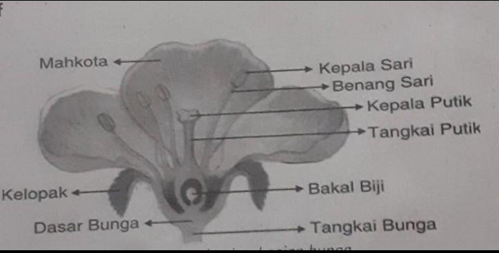 Detail Gambar Bunga Dan Strukturnya Nomer 36