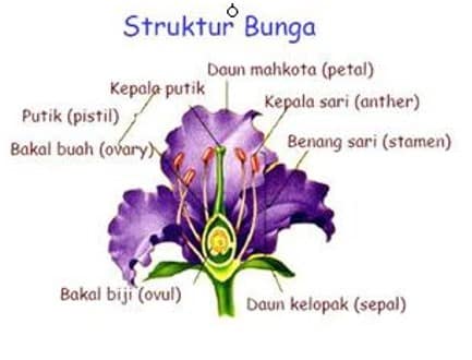 Detail Gambar Bunga Dan Strukturnya Nomer 37