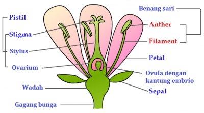 Detail Gambar Bunga Dan Strukturnya Nomer 46