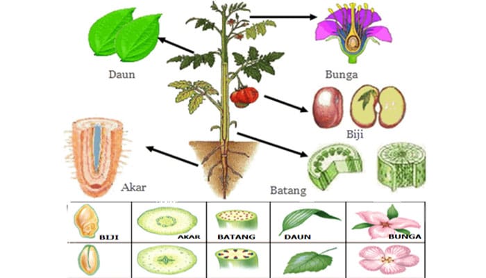 Detail Gambar Bunga Dan Strukturnya Nomer 48