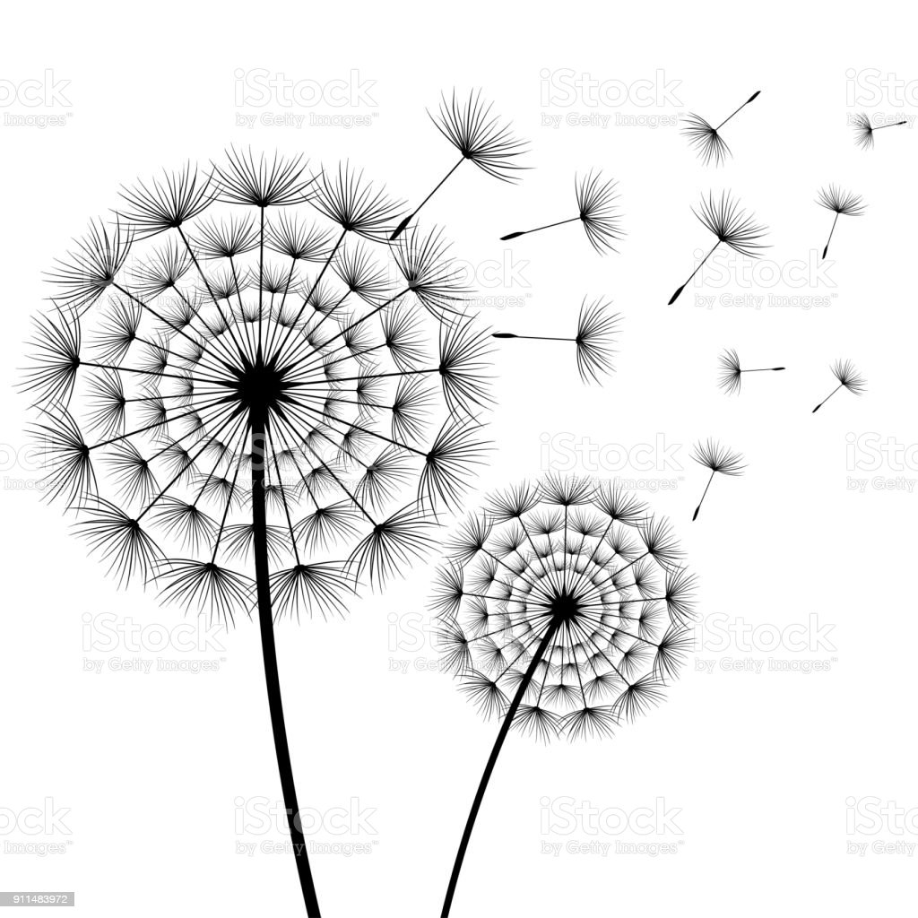 Gambar Bunga Dandelion Gambar Bingkai Bunga Hitam Putih - KibrisPDR