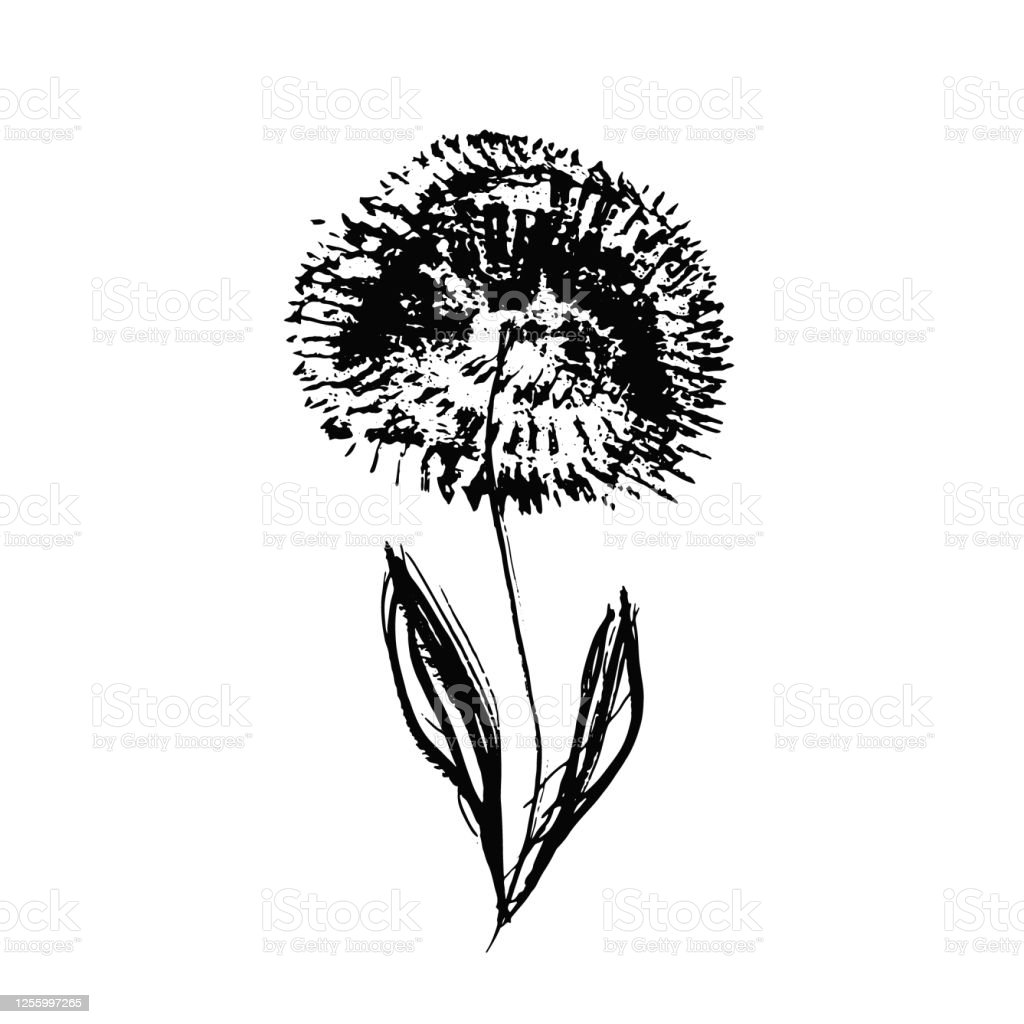 Detail Gambar Bunga Dandelion Gambar Bingkai Bunga Hitam Putih Nomer 26