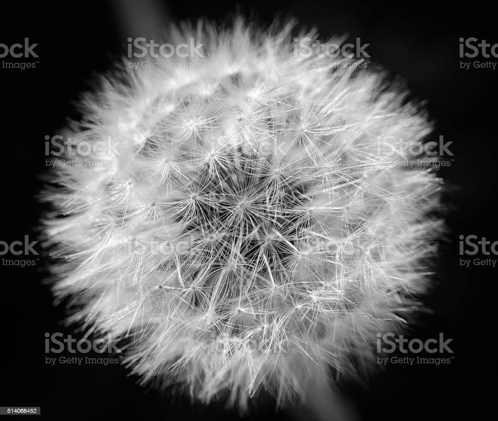 Detail Gambar Bunga Dandelion Gambar Bingkai Bunga Hitam Putih Nomer 29