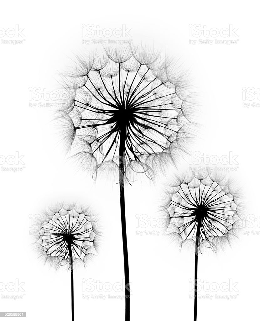 Detail Gambar Bunga Dandelion Gambar Bingkai Bunga Hitam Putih Nomer 32