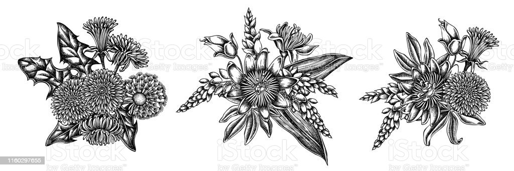 Detail Gambar Bunga Dandelion Gambar Bingkai Bunga Hitam Putih Nomer 33