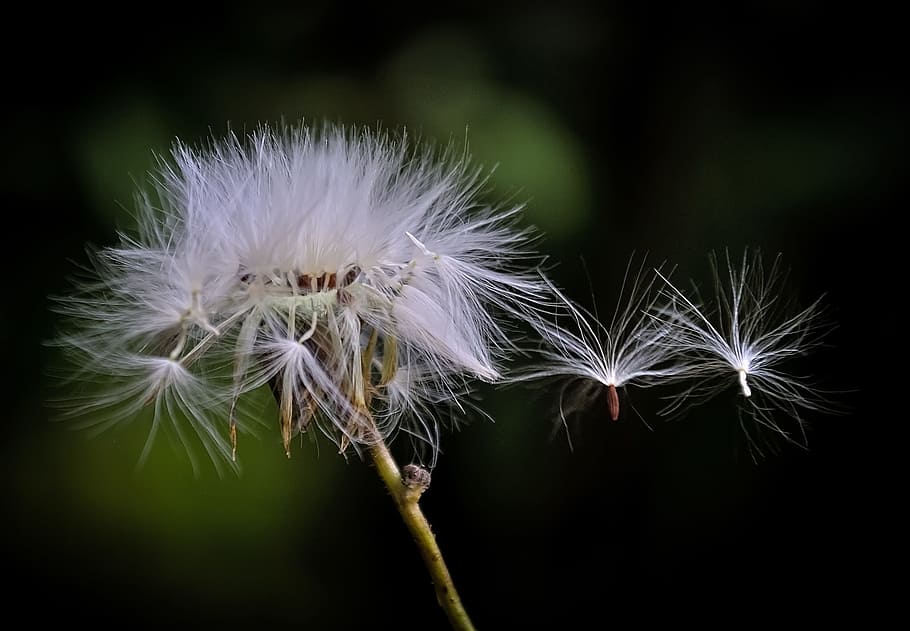 Detail Gambar Bunga Dandelion Gambar Bingkai Bunga Hitam Putih Nomer 35