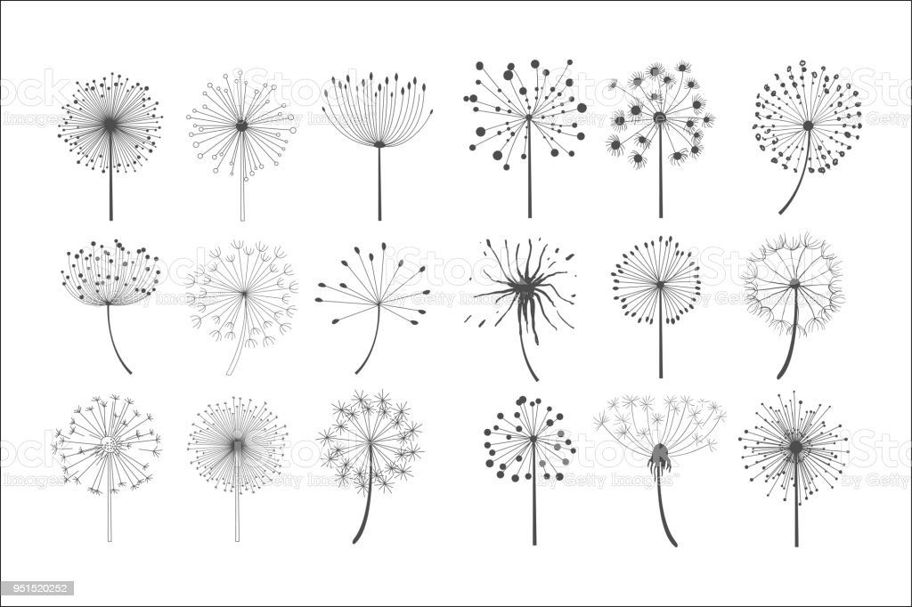 Detail Gambar Bunga Dandelion Gambar Bingkai Bunga Hitam Putih Nomer 36