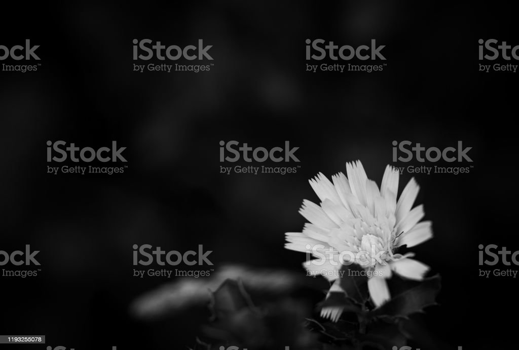 Detail Gambar Bunga Dandelion Gambar Bingkai Bunga Hitam Putih Nomer 45