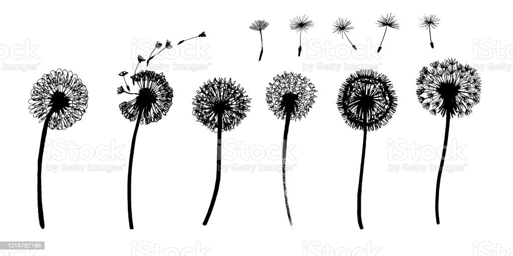 Detail Gambar Bunga Dandelion Gambar Bingkai Bunga Hitam Putih Nomer 54