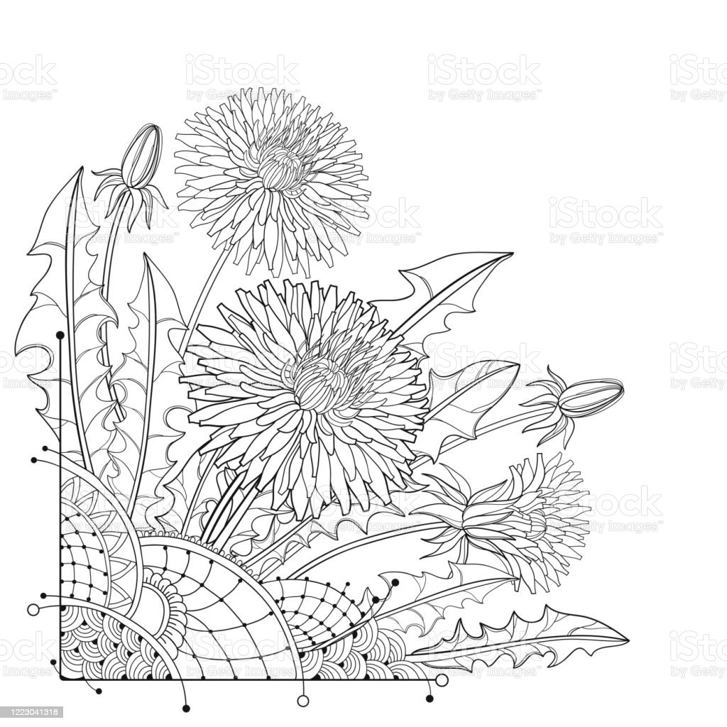 Detail Gambar Bunga Dandelion Gambar Bingkai Bunga Hitam Putih Nomer 10