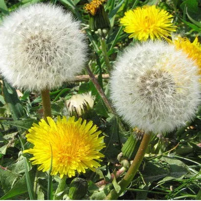 Detail Gambar Bunga Dandelion Gambar Buah Hitam Putih Nomer 22