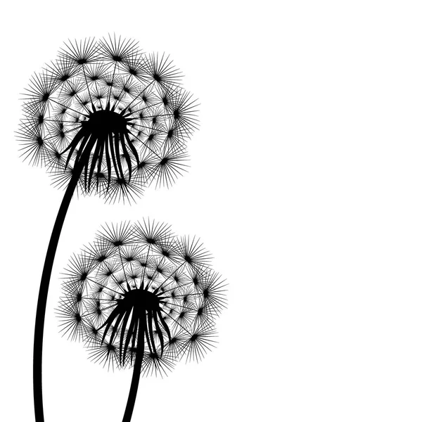 Detail Gambar Bunga Dandelion Gambar Buah Hitam Putih Nomer 32