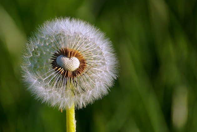 Detail Gambar Bunga Dandelion Gambar Buah Hitam Putih Nomer 42