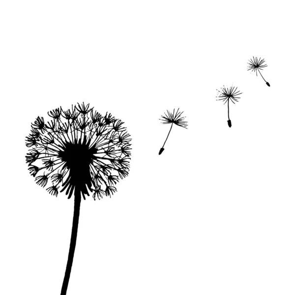 Detail Gambar Bunga Dandelion Gambar Buah Hitam Putih Nomer 6