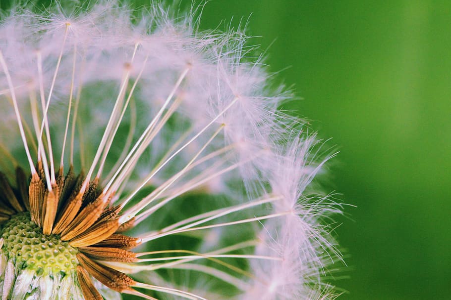 Detail Gambar Bunga Dandelion Gambar Buah Hitam Putih Nomer 49