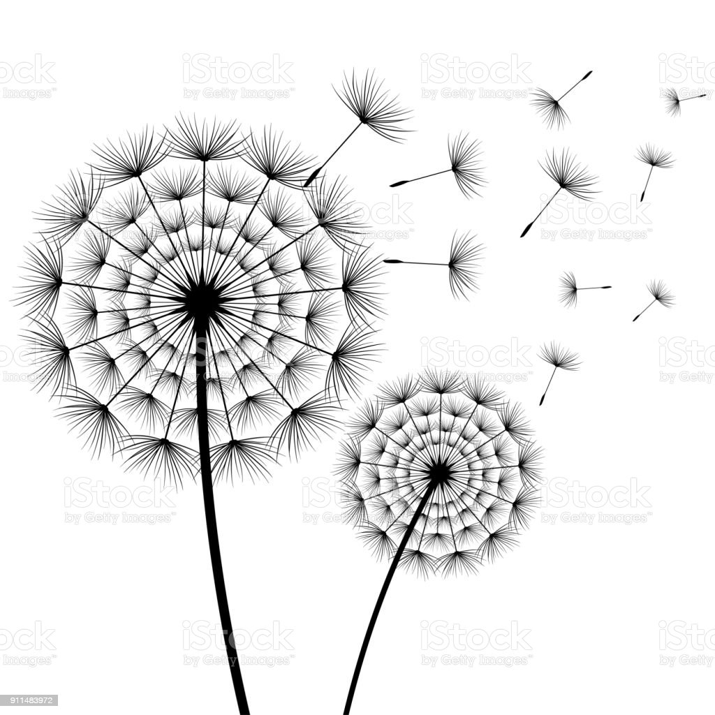 Gambar Bunga Dandelion Gambar Bunga Hitam Putih - KibrisPDR