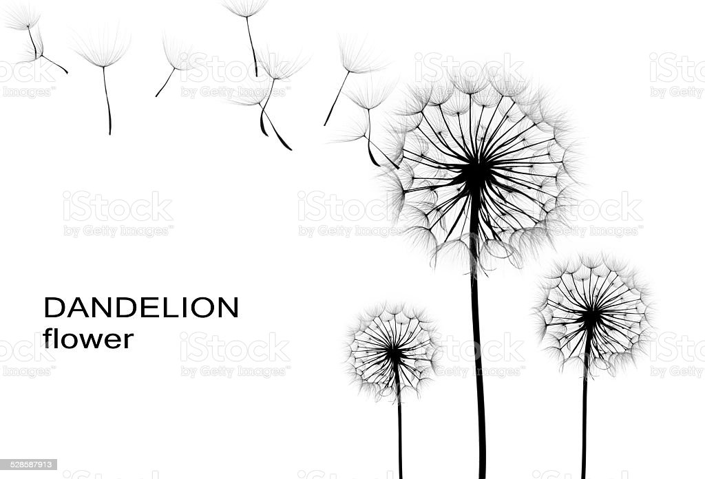 Detail Gambar Bunga Dandelion Gambar Bunga Hitam Putih Nomer 26