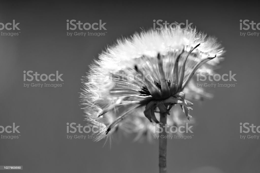 Detail Gambar Bunga Dandelion Gambar Bunga Hitam Putih Nomer 40