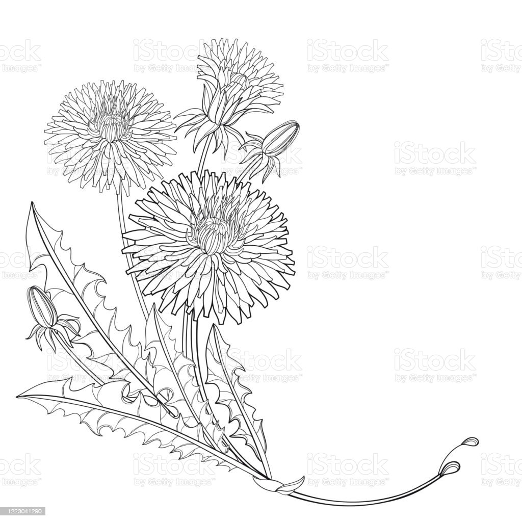 Detail Gambar Bunga Dandelion Gambar Bunga Hitam Putih Nomer 47