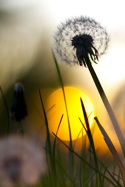 Detail Gambar Bunga Dandelion Gambar Bunga Hitam Putih Nomer 50