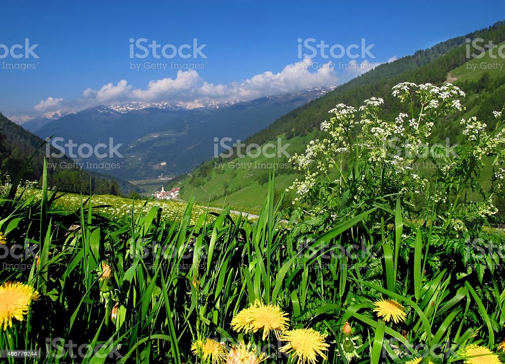 Detail Gambar Bunga Dandelion Gambar Gunung Nomer 12