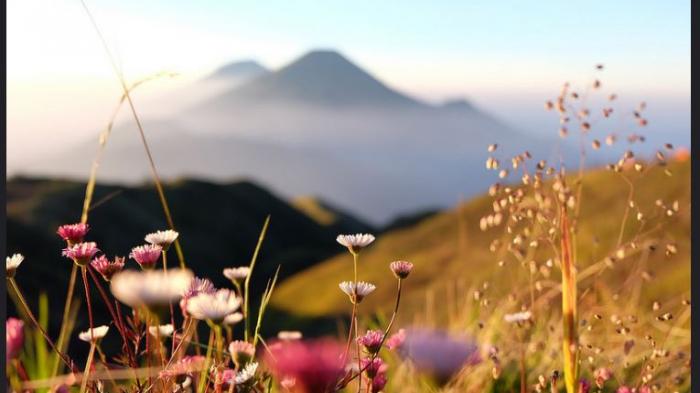 Detail Gambar Bunga Dandelion Gambar Gunung Nomer 27