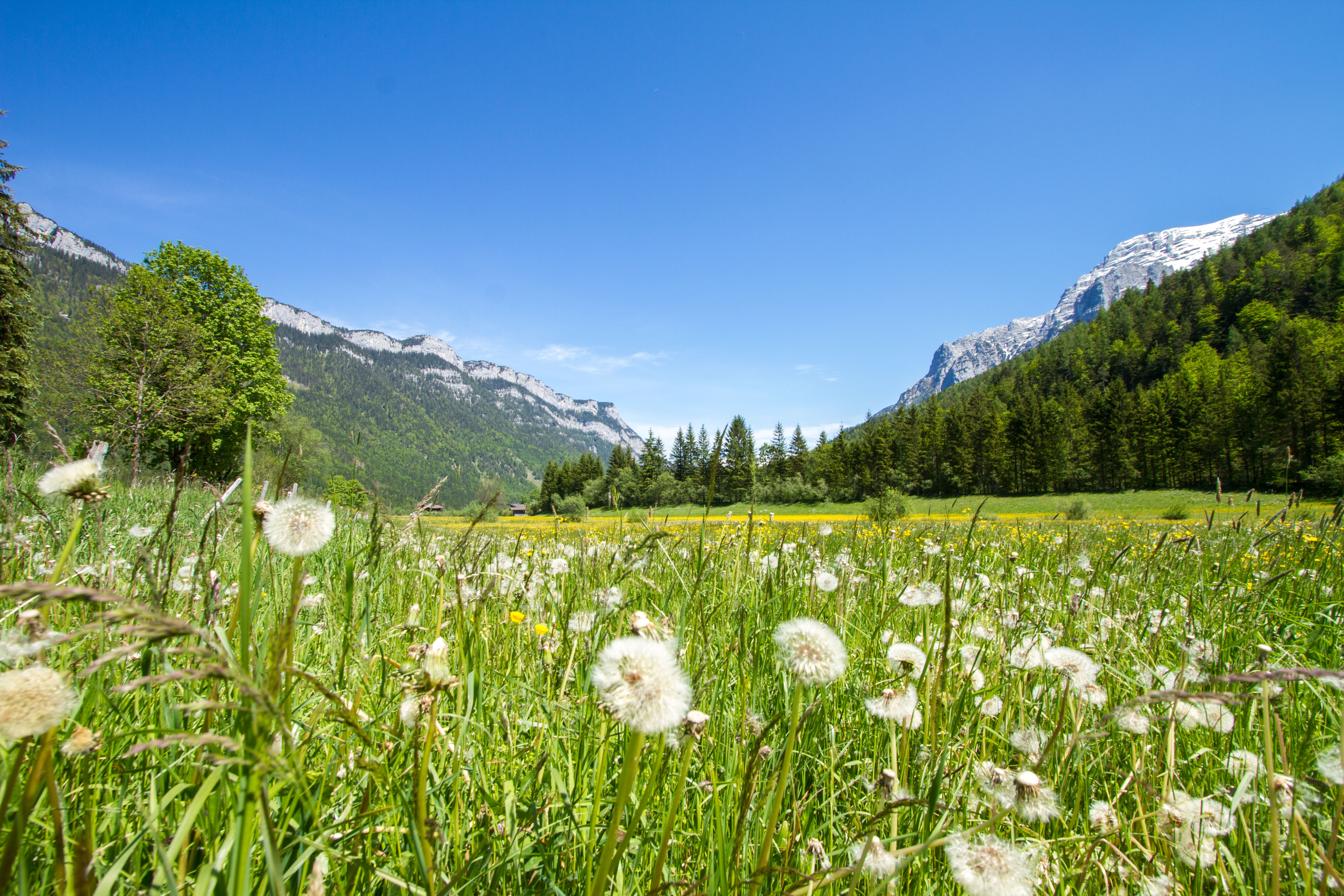 Detail Gambar Bunga Dandelion Gambar Gunung Nomer 30