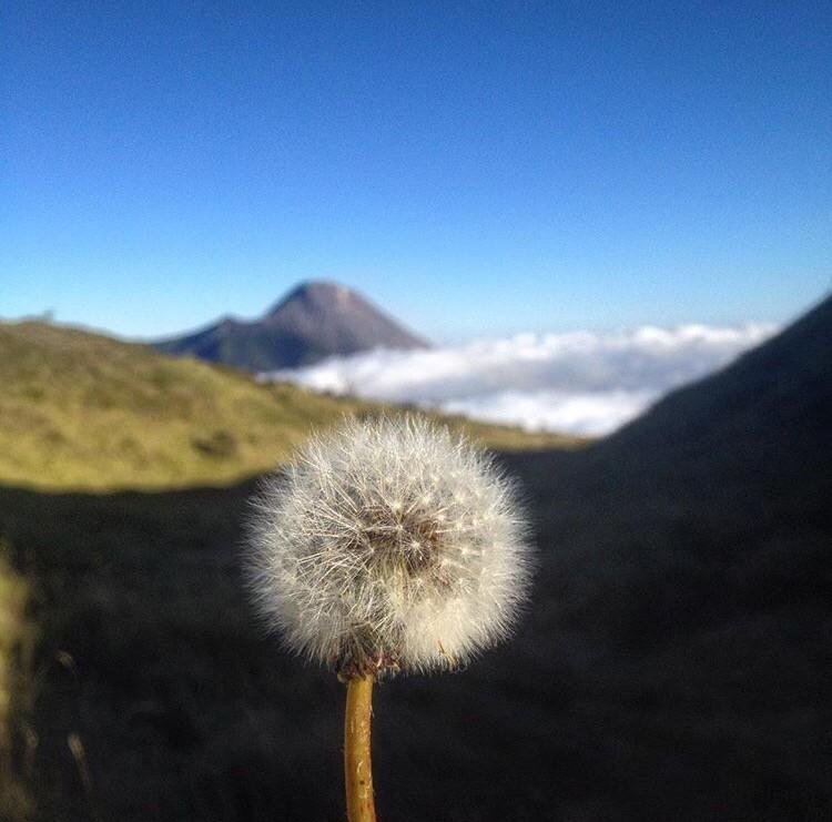 Detail Gambar Bunga Dandelion Gambar Gunung Nomer 36