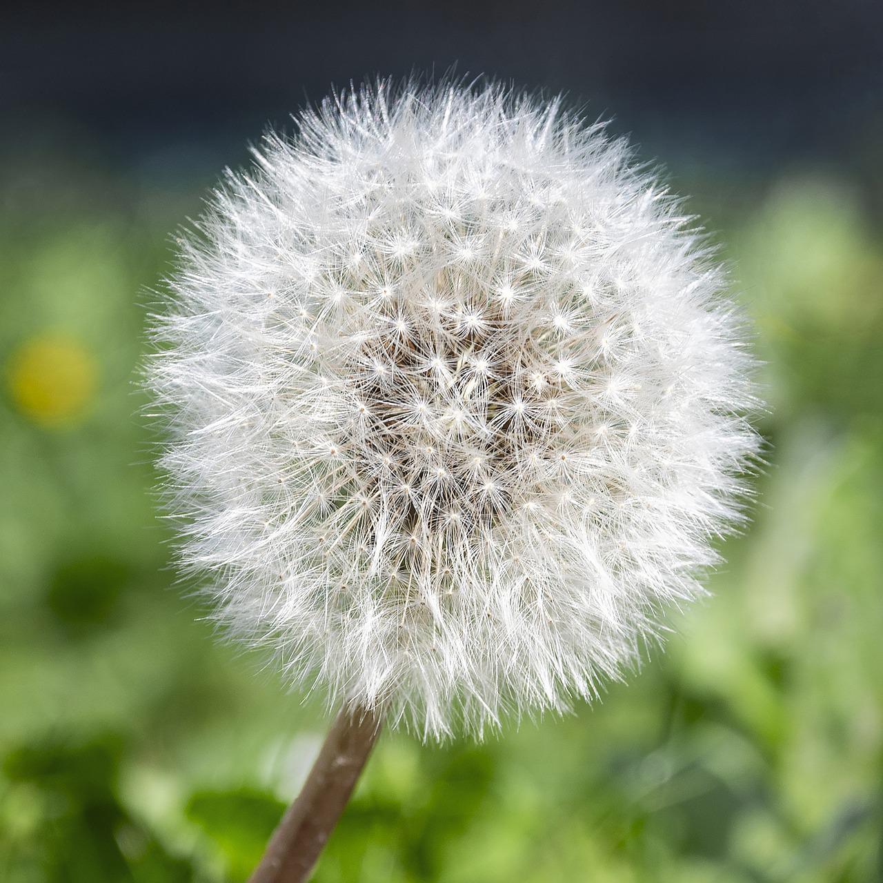 Detail Gambar Bunga Dandelion Gambar Gunung Nomer 40