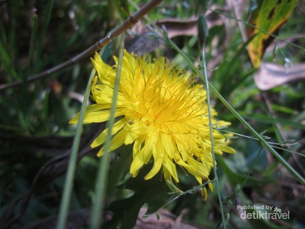 Detail Gambar Bunga Dandelion Gambar Gunung Nomer 44