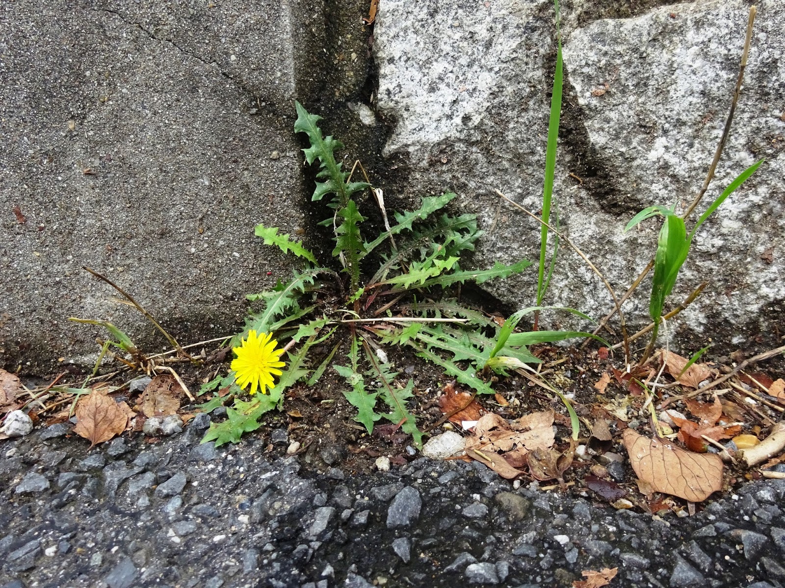 Detail Gambar Bunga Dandelion Gambar Gunung Nomer 45