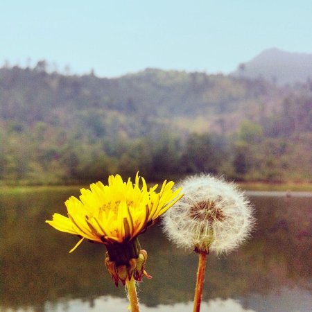 Detail Gambar Bunga Dandelion Gambar Gunung Nomer 46