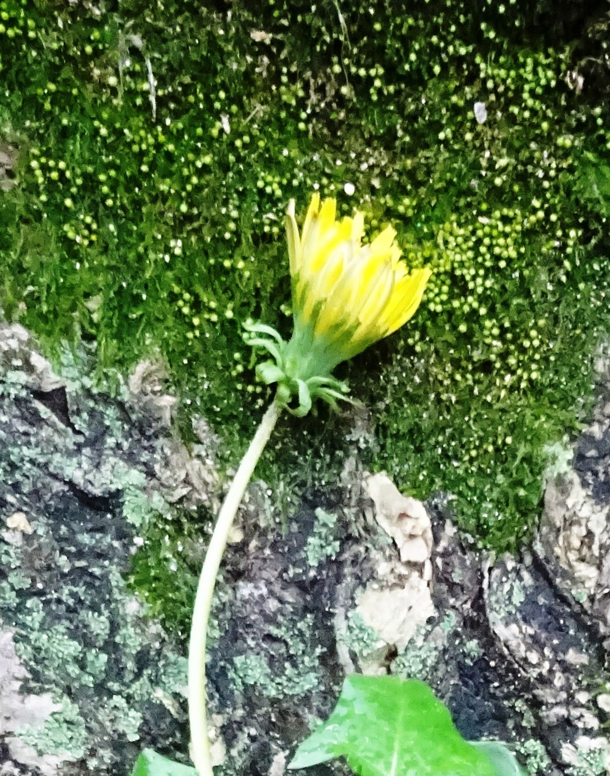 Detail Gambar Bunga Dandelion Gambar Gunung Nomer 51