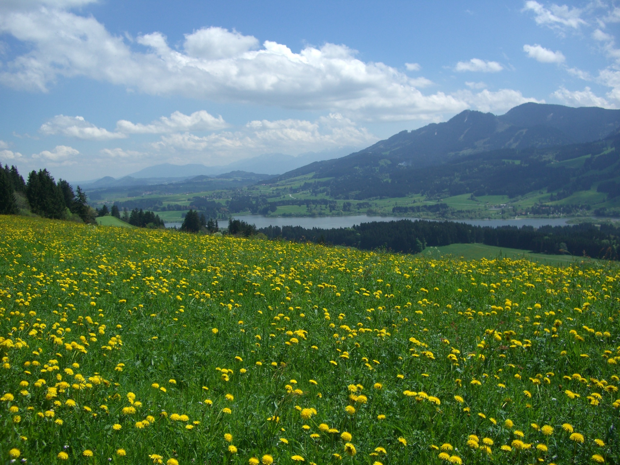 Detail Gambar Bunga Dandelion Gambar Gunung Nomer 55