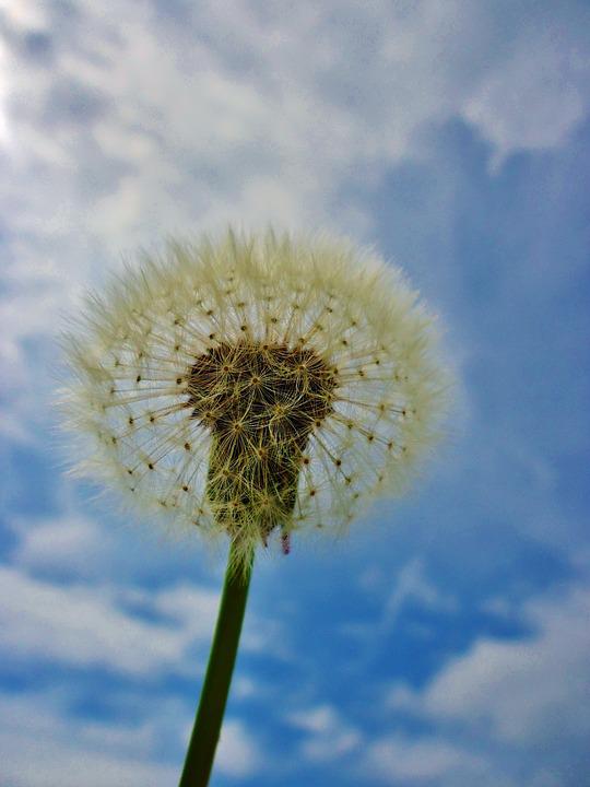 Detail Gambar Bunga Dandelion Gambar Gunung Nomer 10