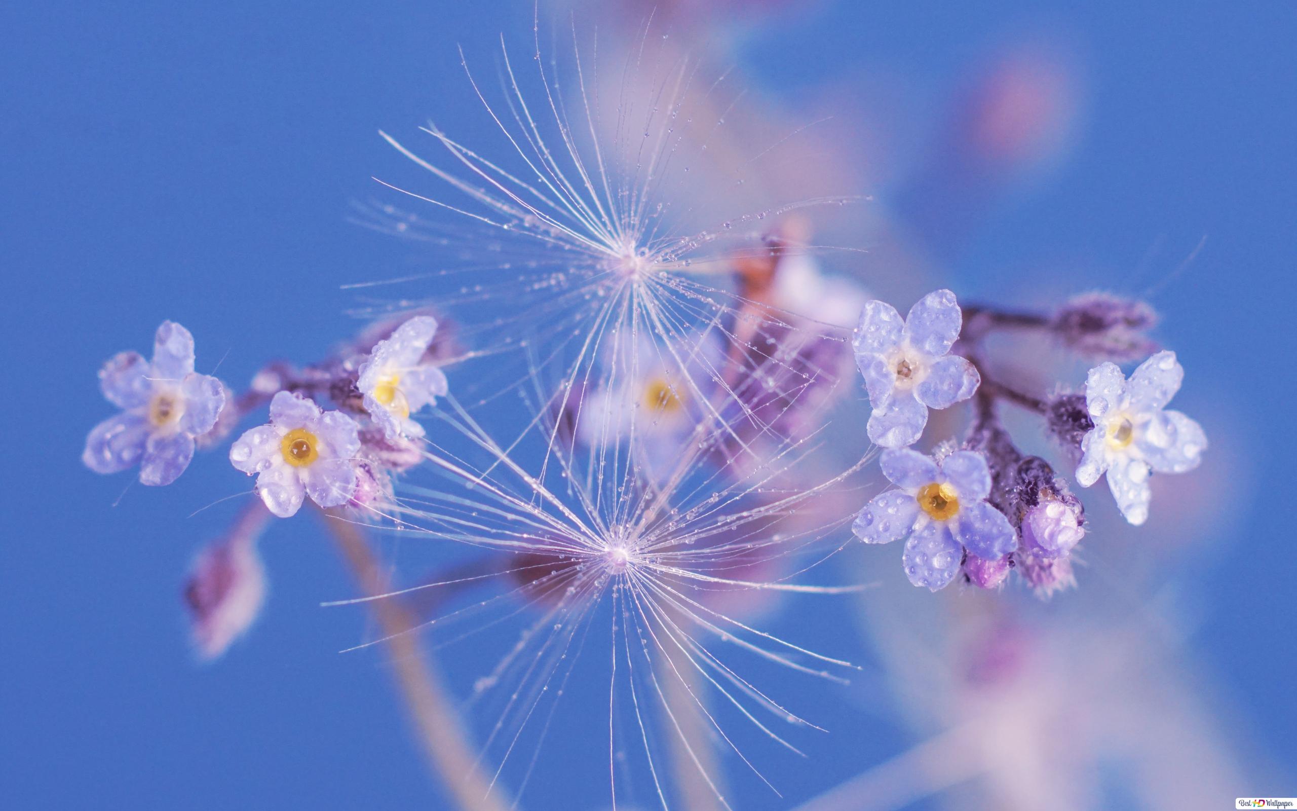 Detail Gambar Bunga Dandelion Gambar Mobil Hitam Putih Nomer 49