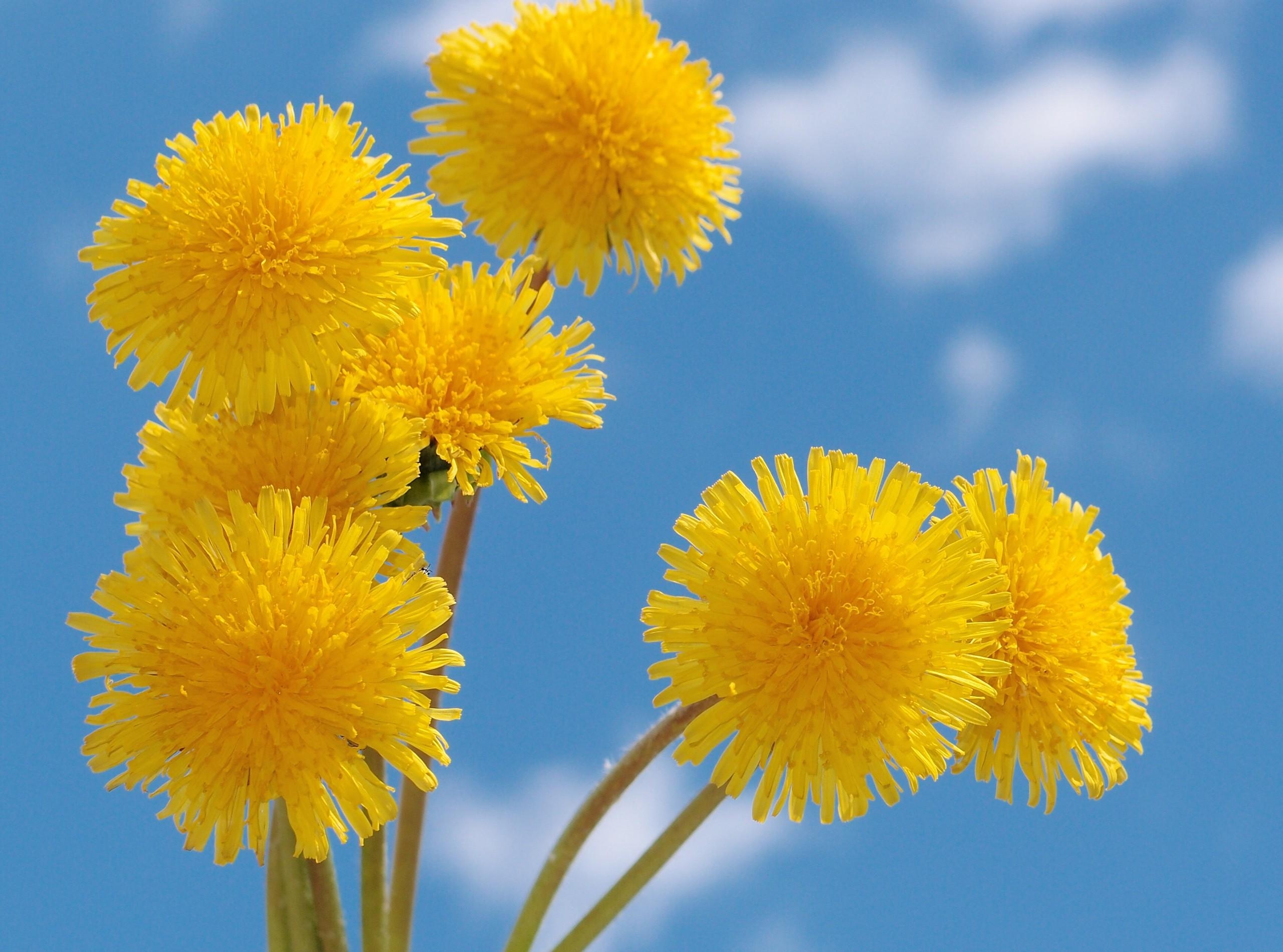 Detail Gambar Bunga Dandelion Hd Nomer 44