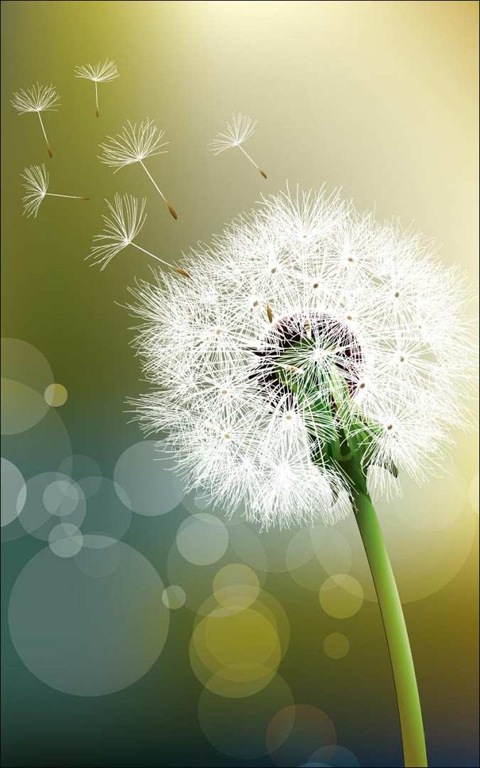 Detail Gambar Bunga Dandelion Hd Nomer 46