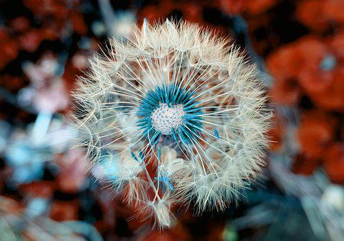 Detail Gambar Bunga Dandelion Hd Nomer 47