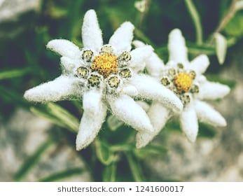 Detail Gambar Bunga Dandelion Kertas Jasmine Nomer 5