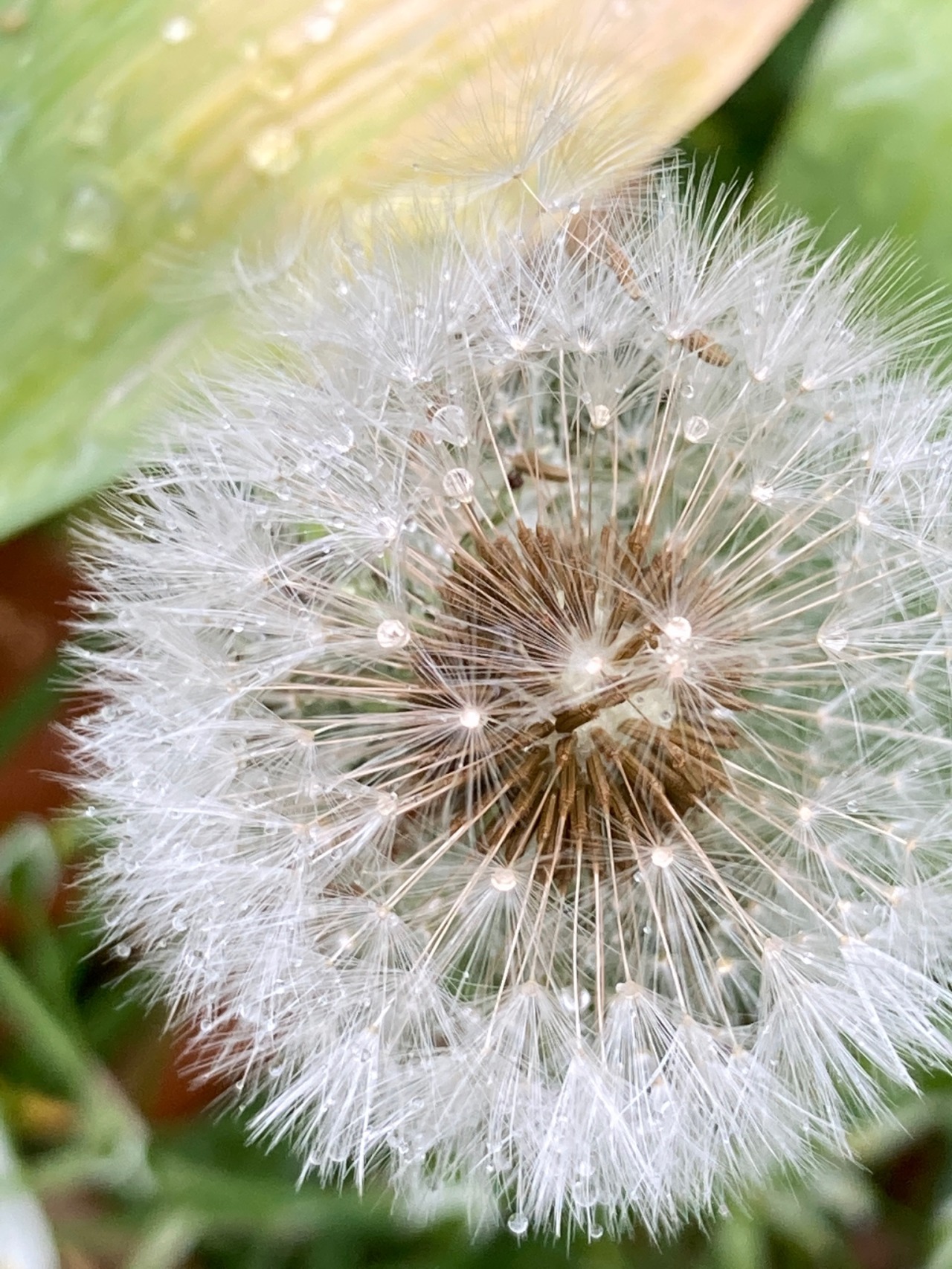 Detail Gambar Bunga Dandelion Tumblr Nomer 20