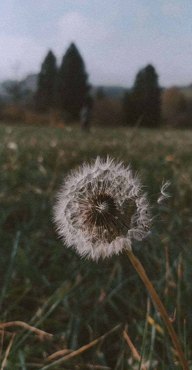 Detail Gambar Bunga Dandelion Tumblr Nomer 3