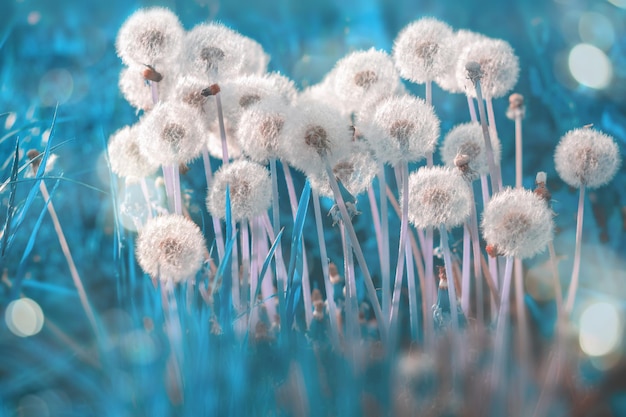 Detail Gambar Bunga Dandelion Tumblr Nomer 35