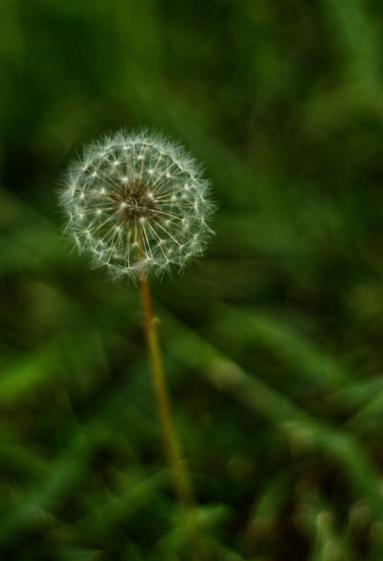 Detail Gambar Bunga Dandelion Tumblr Nomer 56