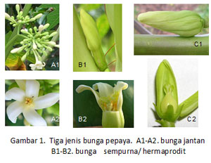 Detail Gambar Bunga Dari Buah Pepaya Nomer 16