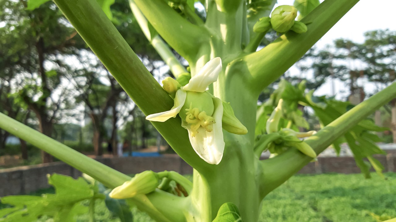 Detail Gambar Bunga Dari Buah Pepaya Nomer 7